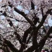 白川の画像