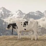 リリコ