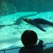 sへいへいの画像