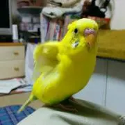 てつぴよ