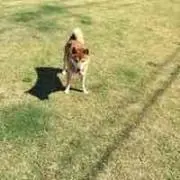aki
