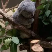ムクの画像