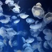 梅の画像