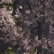 づまの画像