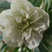 わやや