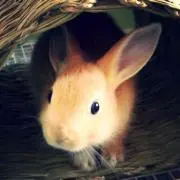 Coco*