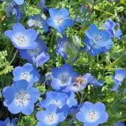 いちご姫 (自己紹介必読お願い♪)の画像