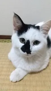 YOUの画像