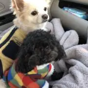 やこの画像