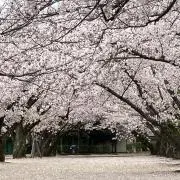 ゆこなの画像