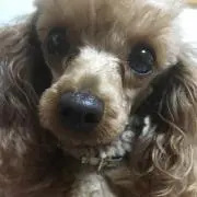 ココアの画像
