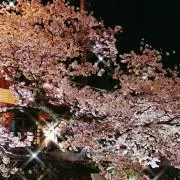⭐TOMO⭐の画像