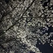 Hiの画像