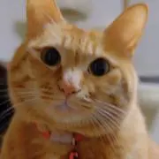 Yoichiの画像