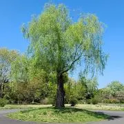 はな⭕の画像