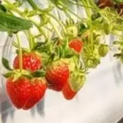 も。の画像
