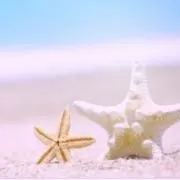 Wookoの画像