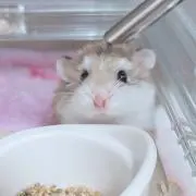 よたん