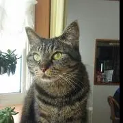 キャバサワの画像