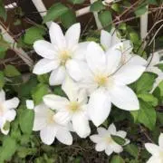 ゆかっpの画像