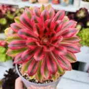 花よりアエオ（夏休み中）