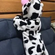 Rの画像