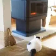 猫ちゃん&無言引取の画像