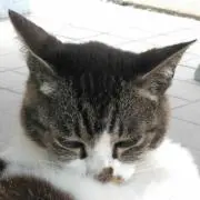 つかちゃん(=^..^=)ミャーの画像