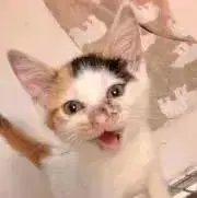 チロリンの画像