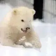 シロクマ(ᵔᴥᵔ)の画像