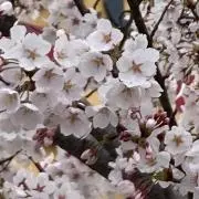 ましろの画像