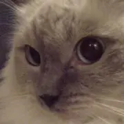 ふくの画像