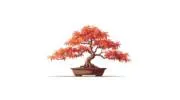 楓ーMAPLEーの画像