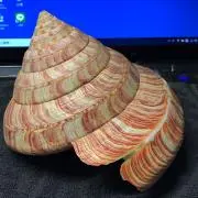Shells