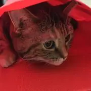 わの画像