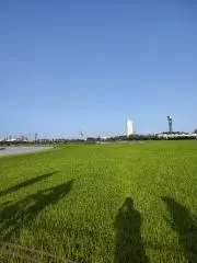 タニーニ