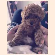 ゆりや