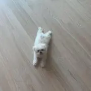 sachi