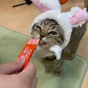 かの画像