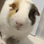 あゆ