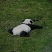 ぱんだの画像