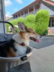てぃきパパの画像