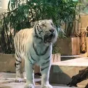 aaaの画像