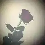 ハナ（プロフ必読お願いいたします。）の画像
