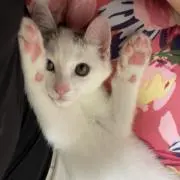 nazumaの画像