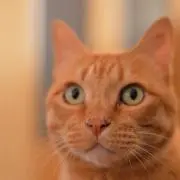 mmocの画像