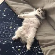 ふーの画像