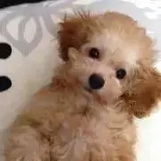 りのんの画像