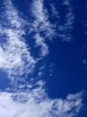 てんの画像
