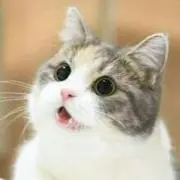 ネッコルの画像
